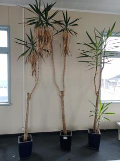 3x 3-Metre Tall Plants Trees