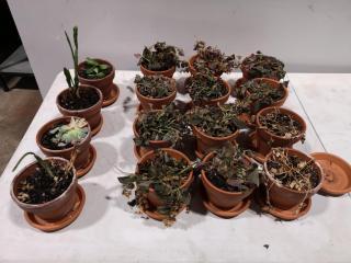 16x Assorted Small Potted Plants, in need some TLC!