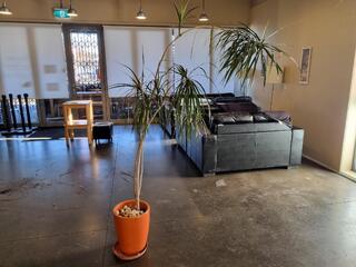 Dracaena Marginata Dragon Tree Potted Plant